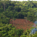 Desmatamento no Amazonas cai 57% em 2026, mas verão amazônico pode testar essa conquista