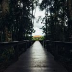 Ponte de madeira cercada por vegetação tropical em uma área rural.