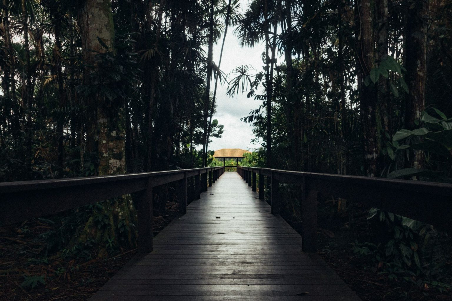 Ponte de madeira cercada por vegetação tropical em uma área rural.