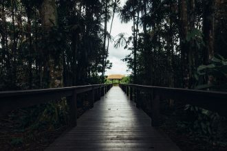 Ponte de madeira cercada por vegetação tropical em uma área rural.