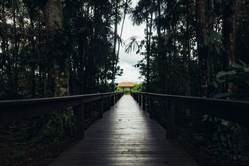 Ponte de madeira cercada por vegetação tropical em uma área rural.
